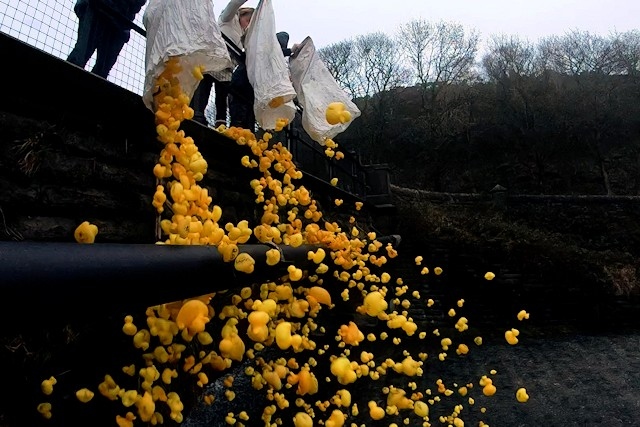 The ducks being launched into the water at the overflow of Cowm Reservoir