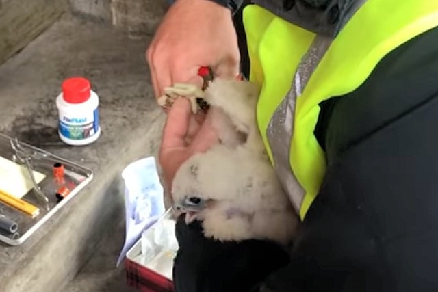 One of the falcon chicks being ringed