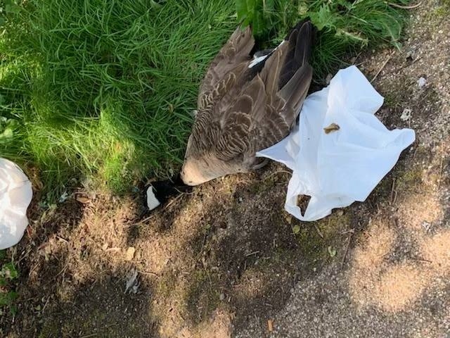 One of the geese killed on the canal