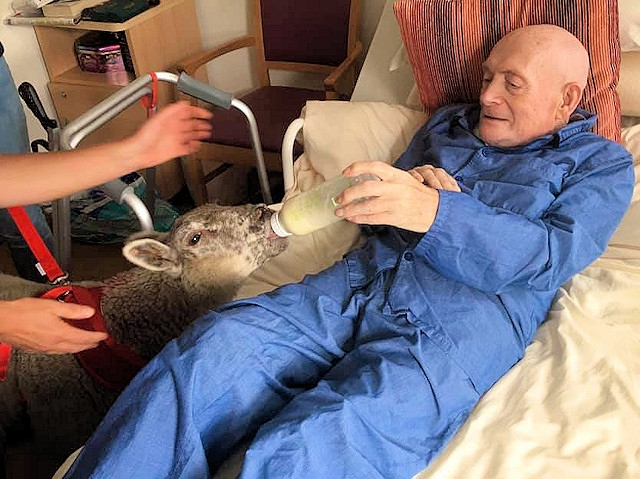 Resident Gordon feeding one of the lambs at Barley View care home