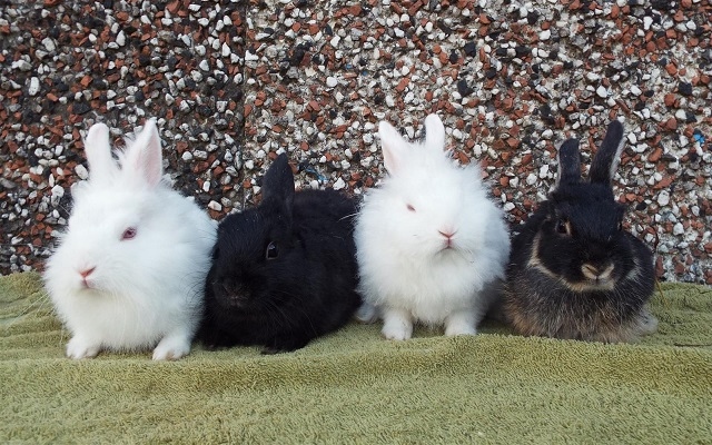 Rabbits at Bleakholt Animal Sanctuary