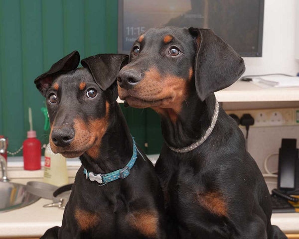 Blue left with his brother Thor during a check-up visit at Armac Vets in Bury