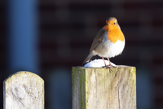 RSPCA’s top tips for pet owners in cold weather