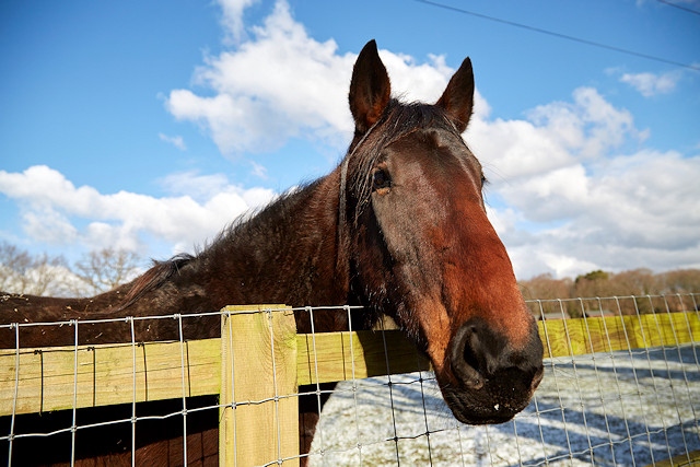 RSPCA’s top tips for pet owners in cold weather