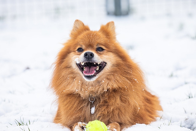 RSPCA’s top tips for pet owners in cold weather