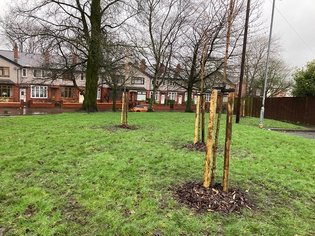 Trees on Tower Street