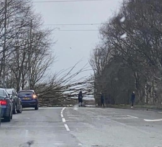 The fallen tree at Slattocks