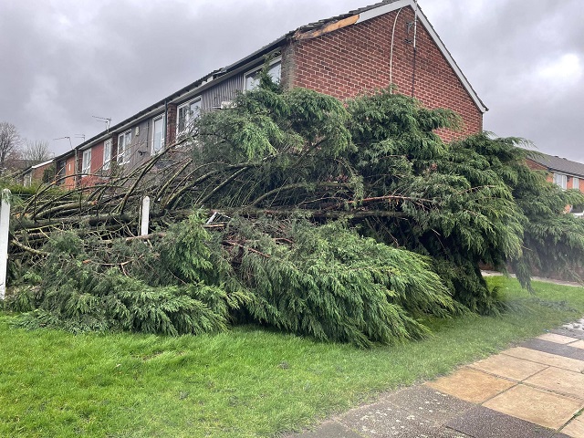 A fallen tree at Louise Gardens