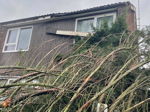 Due to Storm Eunice, several trees across the borough have fallen, including at Laythe Barn Close, Milnrow, and Louise Gardens.        A fallen tree at Louise Gardens