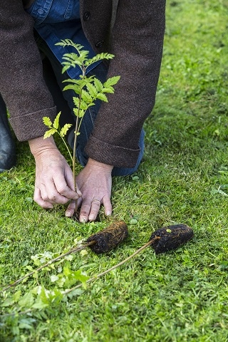 More than 50,000 saplings were delivered across the north west of England