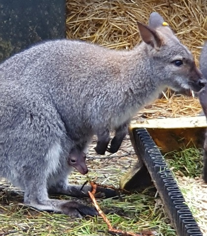 A sighting of a young joey in its mother's pouch