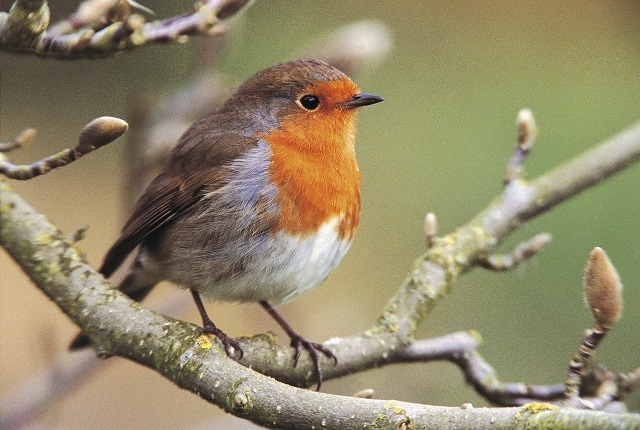 Robin Erithacus rubecula, on magnolia tree