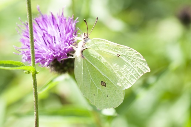 Brimestone butterfly