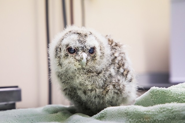 A tawny owlet