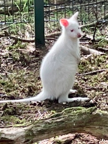 Casper the albino wallaby born at Hopwood Hall College