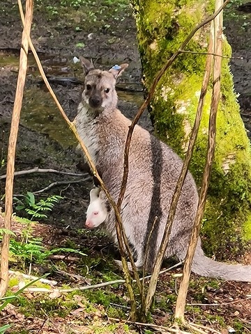 Casper in his mother, Tolliver’s pouch