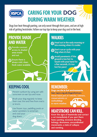 Dogs die in hot cars info poster