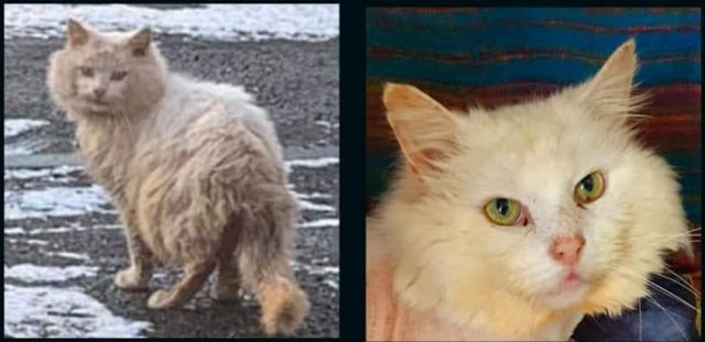 King George was a stray (left) before coming to the care of Bart's Legacy and being found a new home (right)