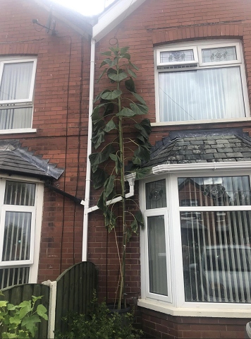 The sunflower at the front of her house reached 20-feet before snapping