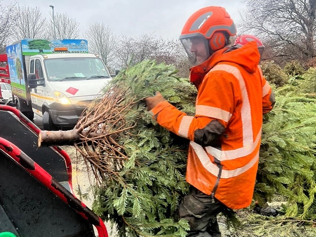 The trees were chipped at Springhill by Norden tree surgery Special Branch