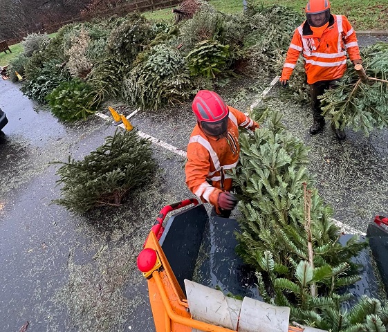 The trees were chipped at Springhill by Norden tree surgery Special Branch