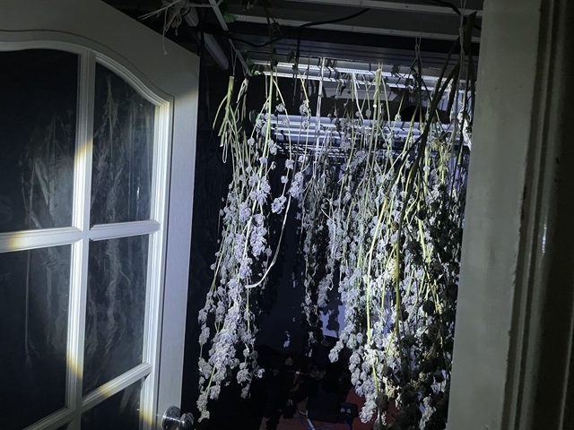 A cannabis farm which included plants at different stages of their grow cycle was discovered