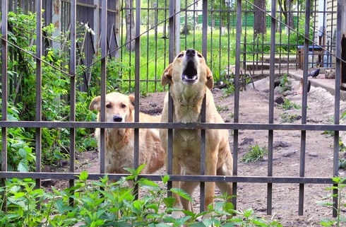 The council’s public protection service recently issued fines after they received several complaints about barking dogs (stock image)