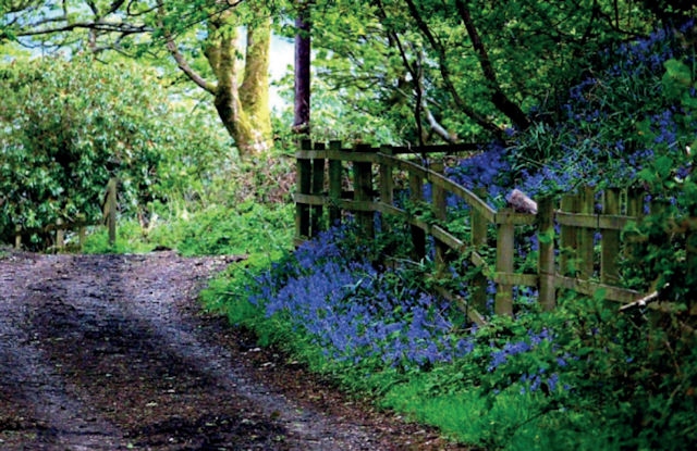 A row of bluebells at Hollingworth Lake by Rachel Holland