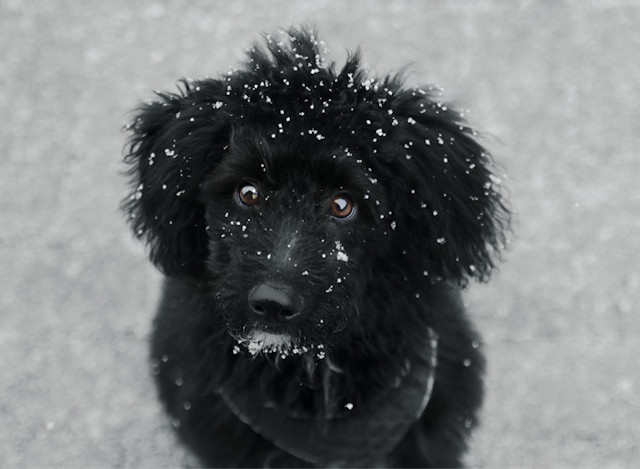 Hopeful for a White Christmas by Clara Drycz, a young photographer from Rochdale, was one of fourteen images to be shortlisted for a national RSPCA photography award