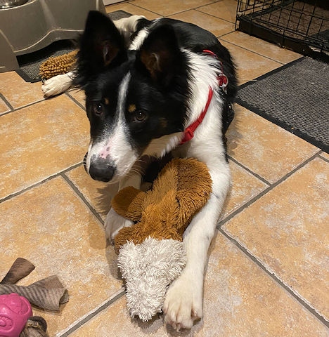 Border store collie rspca