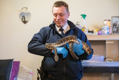 Avon and Somerset ARO Dean Wikins checking on the welfare of a boa constrictor