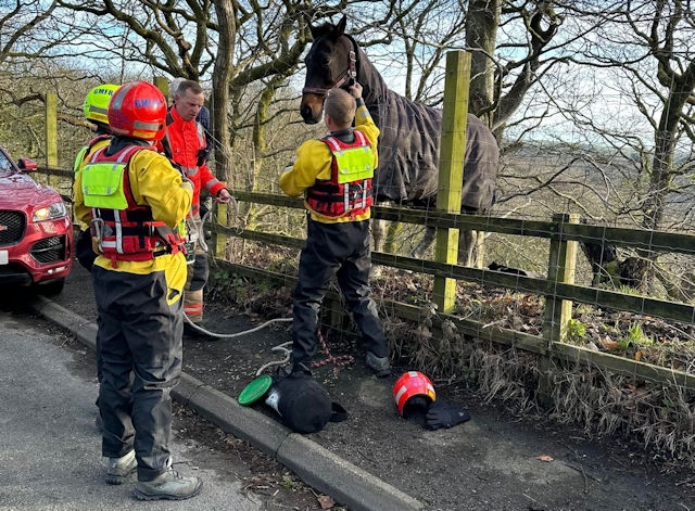 The horse was found on Ashworth Road on Friday morning (14 April) by local resident Heléna Abrahams and a dog walker