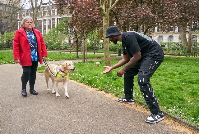 A man throws a ball to a yellow Labrador guide dog whilst it is working