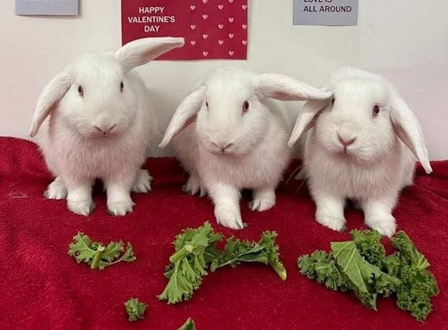 Miffy and Lola with their now-adopted sibling