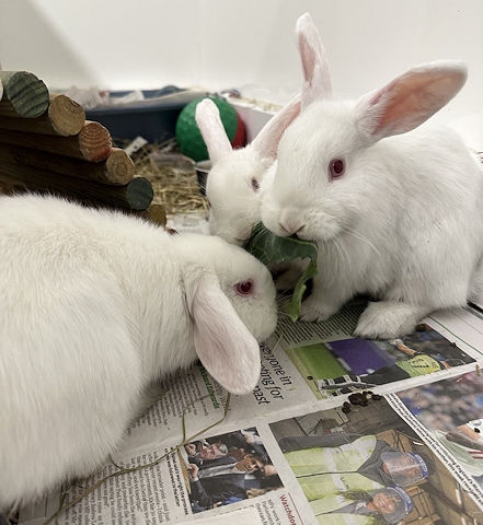 Miffy and Lola with their now-adopted sibling