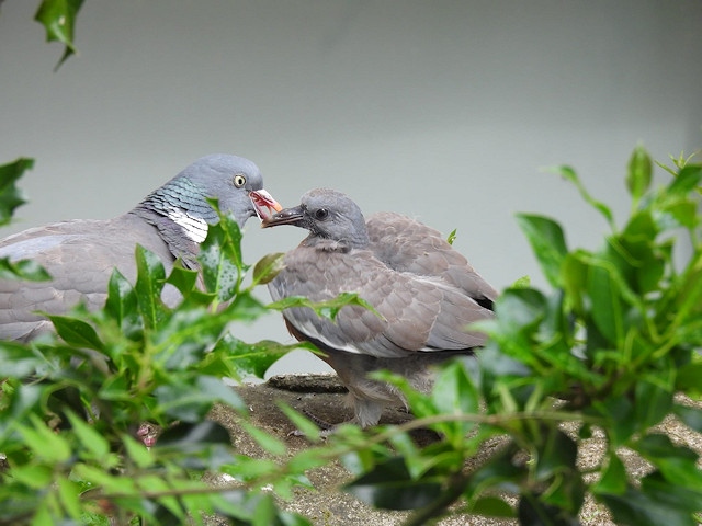 Pigeon squab being fed by parent bird