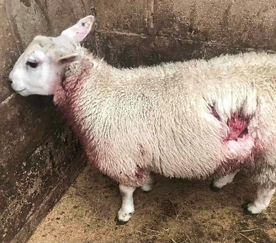 One of the sheep that had to be put down