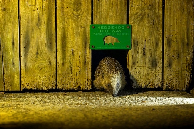 A campaign has been launched by Hedgehog Street to make garden fencing with ready-made ‘Hedgehog Highways’ industry standard, giving hedgehogs much needed access to different gardens