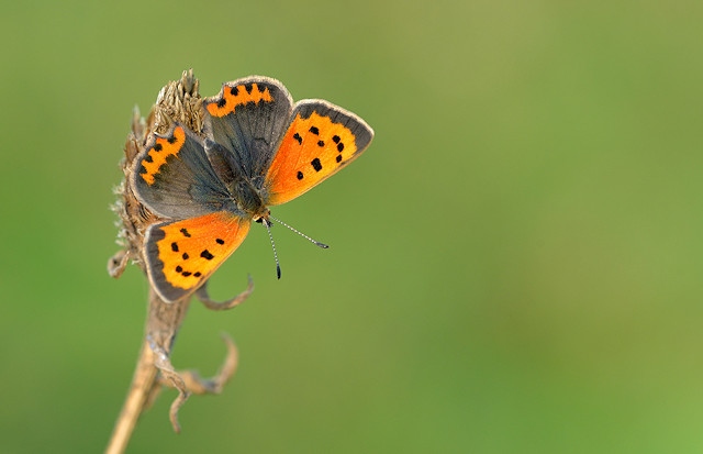 Small Copper