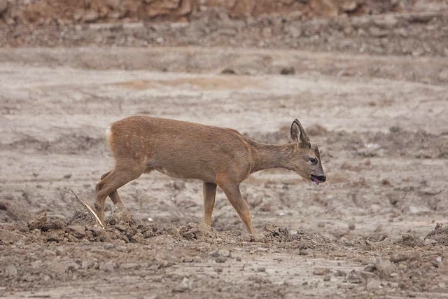 Roe deer spotted at the former Akzo Nobel site, which is now under development for houses