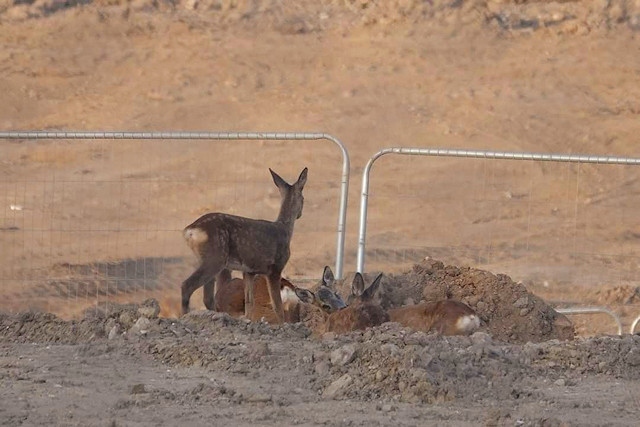 Roe deer spotted at the former Akzo Nobel site, which is now under development for houses