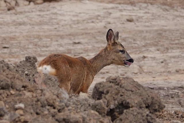 Roe deer spotted at the former Akzo Nobel site, which is now under development for houses