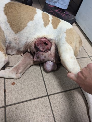 The white and tan bull-type dog was found with a distressing looking grapefruit-sized mammary tumour which was ulcerated