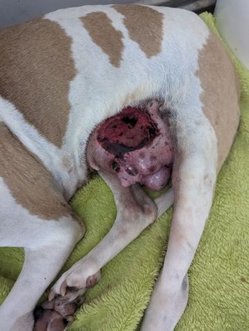 The white and tan bull-type dog was found with a distressing looking grapefruit-sized mammary tumour which was ulcerated