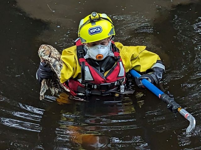 Inspector Deborah Beats entered the water wearing a dry suit to try and rescue the owl, which was successfully captured using a special extending pole