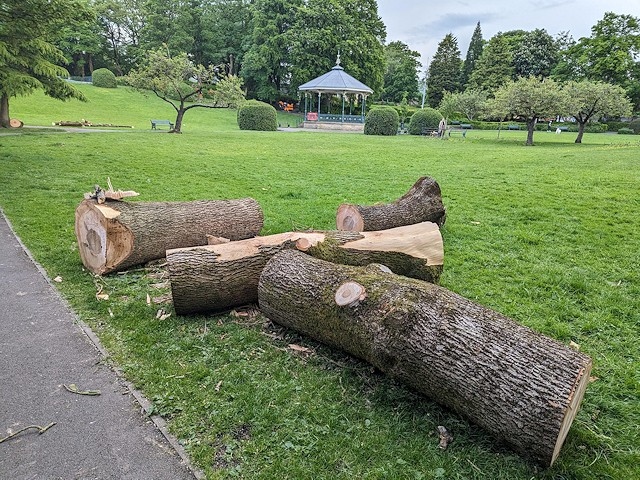 Nine trees have been cut down in Hare Hill Park on safety grounds