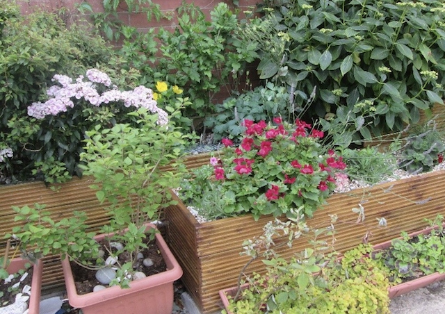 Beautiful pots of plants at the alleyway in Castleton