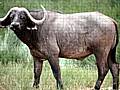 Water Buffalo