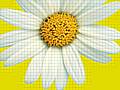 Images of a giant daisy for the Smoke Free Rochdale campaign