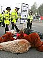 Pat Sanchez and the squirrel at Faslane